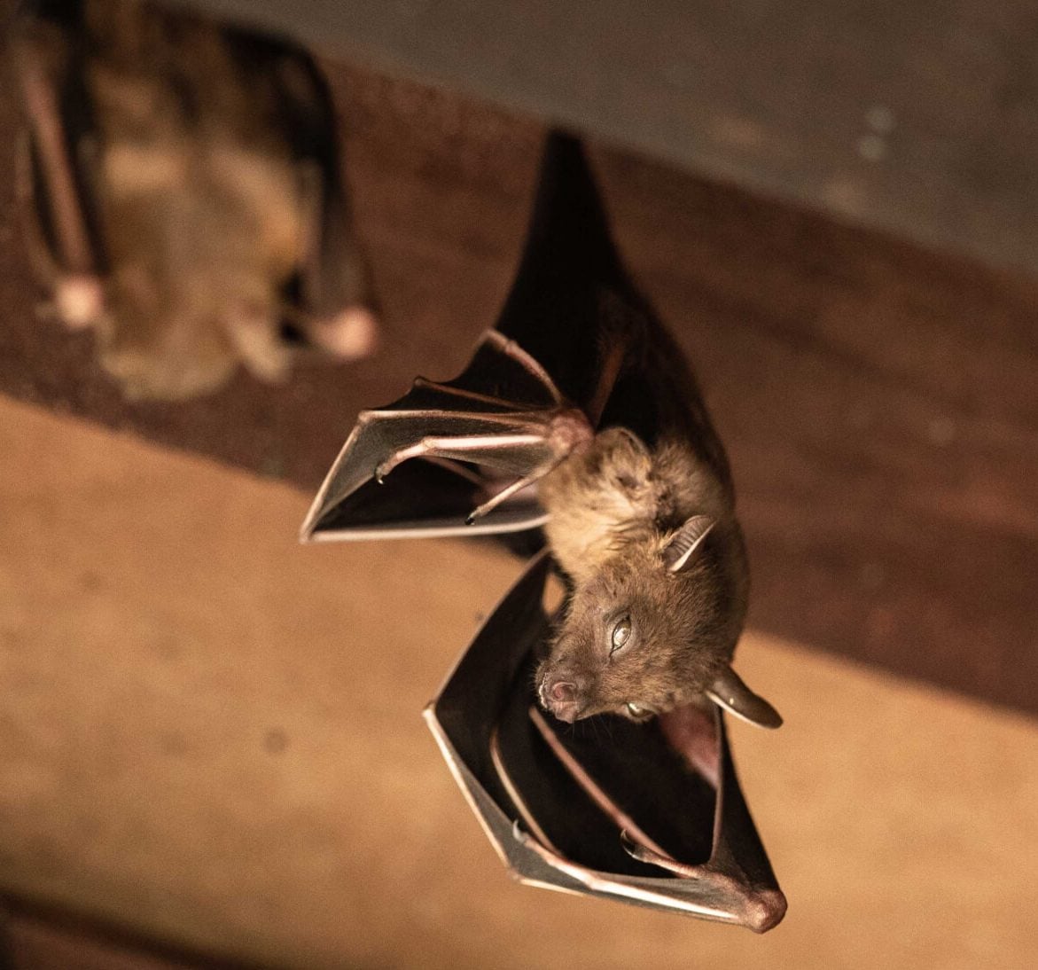 Wildlife-Bats in Troy